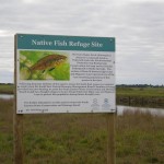 Lower Drain M site with signage regarding the drain refuge project