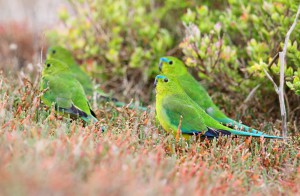 Flock of Orange-bellied Parrots. Photo by Chris Tzaros