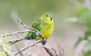 Adult Female Orange-bellied Parrot. Photo by Chris Tzaros
