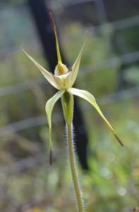 Little Dip Spider Orchid (Caladenia richardsiorum)