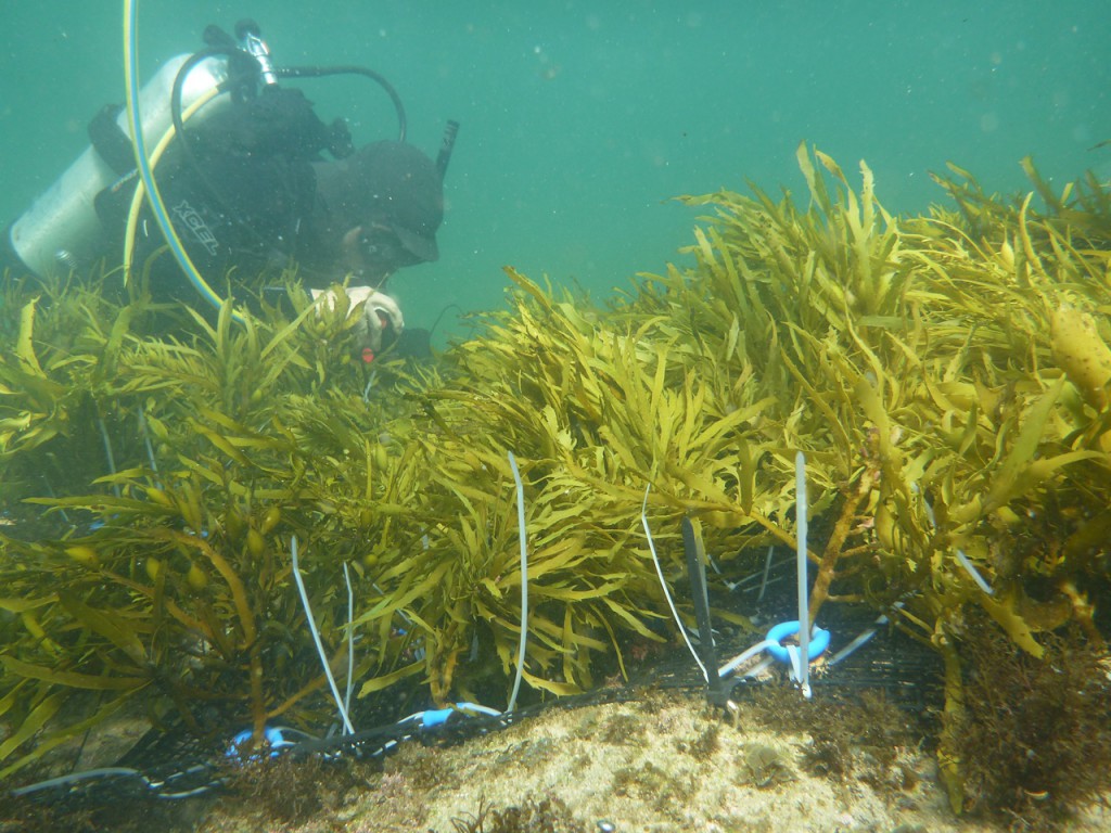 Crayweed underwater forest restoration off the NSW coast - an inspiring story of marine revegetation triggering a self-sustaining process of natural regeneration and recolonisation