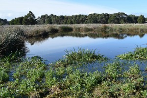Maam Reserve wetland June 2016