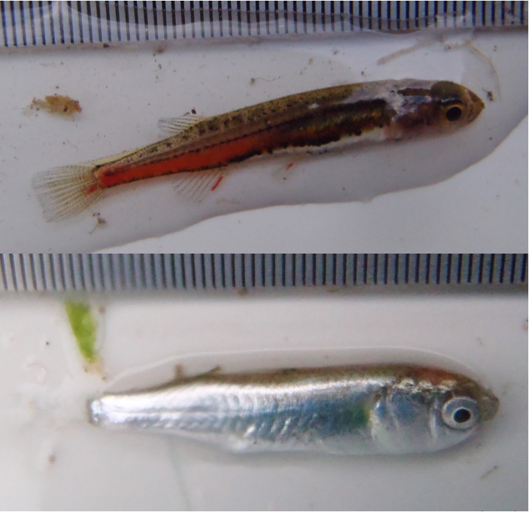 Little galaxias (top) and juvenile sea mullet (bottom) caught from Deep Creek and Eight Mile Creek, respectively, in autumn 2016. 