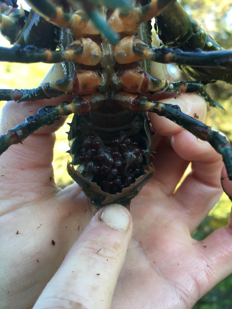 Berried Glenelg spiny crayfish caught from Deep Creek in August this year.