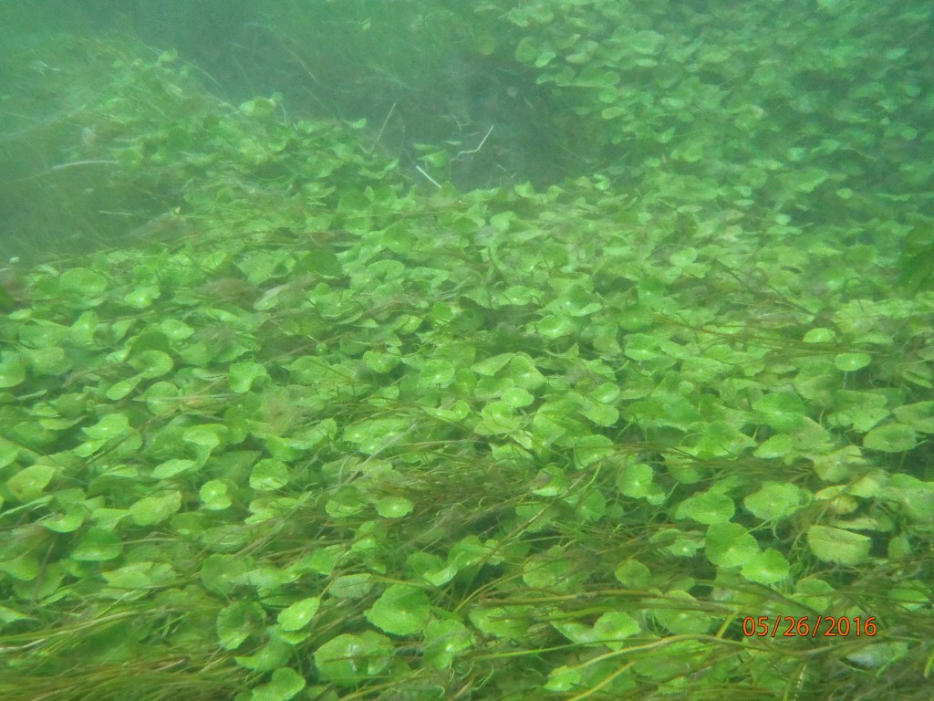 Underwater photo showing dense aquatic vegetation in Eight Mile Creek. 