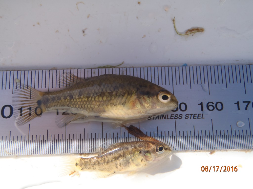 Variegated pygmy perch caught from Eight Mile Creek. 
