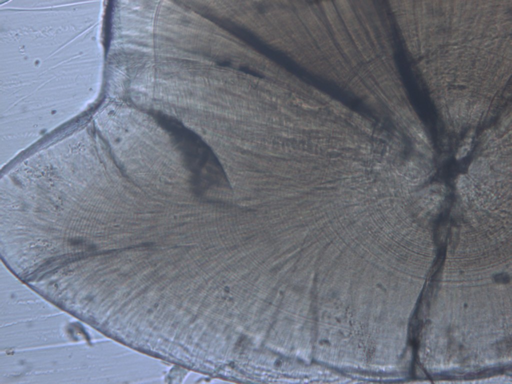 Otolith section from a variegated pygmy perch, showing the daily growth bands. 
