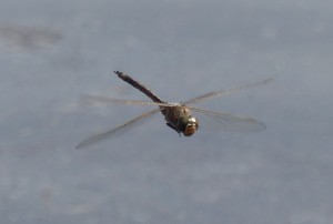 Australian Emperor dragonfly parading around the edges of Kangoora Lagoon