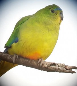 Photo of a 9 y.o. male OBP on the Bellarine Peninsula, August 2016 (Photo Copyright Craig Morley - please respect intellectual property)