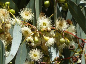 Eucalyptus leucoxylon - SA Blue Gum