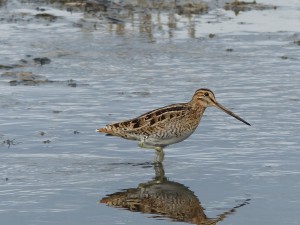 Latham's Snipe seen at Fox Lake in summer 2015