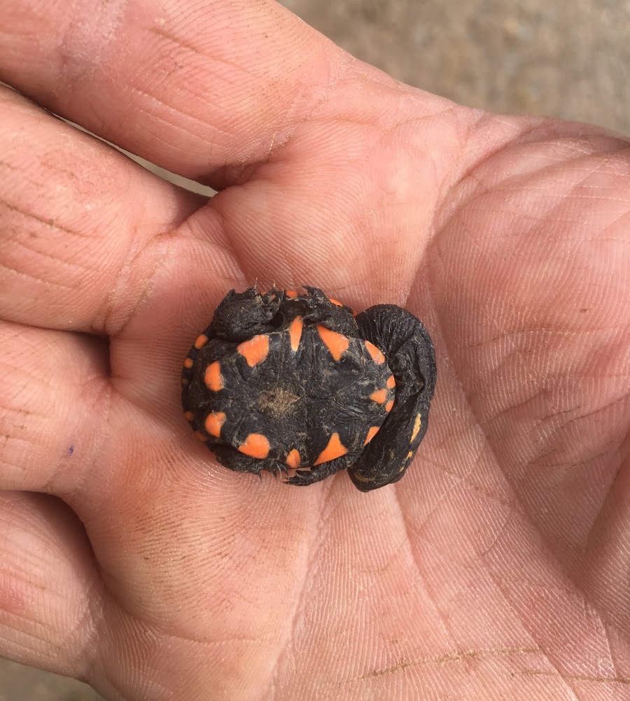 Size of the juvenile Eastern Long-necked Turtle. Photo by Todd Burger