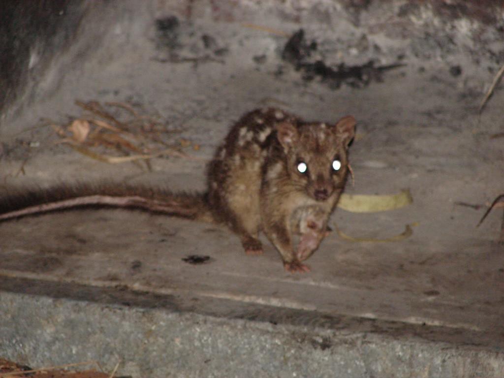 Northern Quoll - Buley Rockholes Campground in mid-2006. Photo by Mark Bachmann