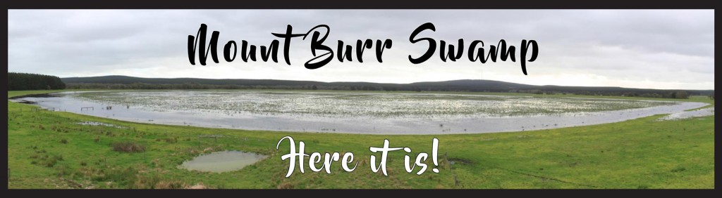 web-banner-mt-burr-swamp-under-restoration-low-res