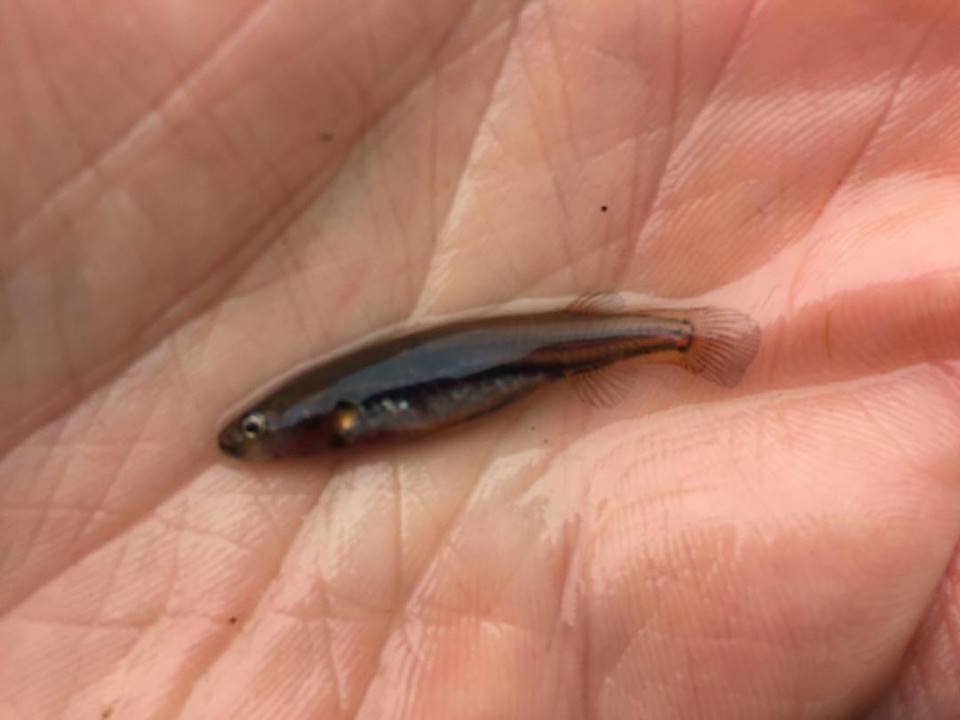 Small but significant - one of three nationally threatened Little Galaxias fish caught in Mt Burr Swamp on Sunday the 9th of October.