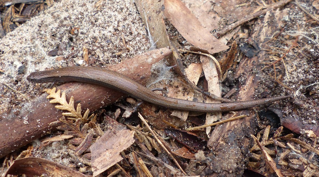 The real thing - Nannoscincus maccoyyii or Salamander Skink