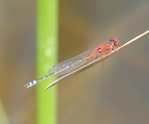 Red and Blue Damsel (Xanthagrion erythroneurm)