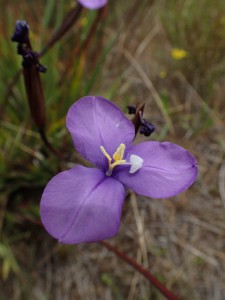 Native Iris 