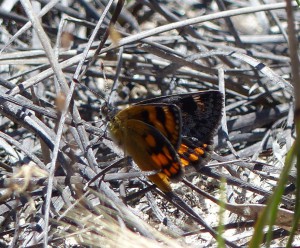 Pale Sun-moth (Synemon parthenoides) seen in same habitat as Fiery Jewel.