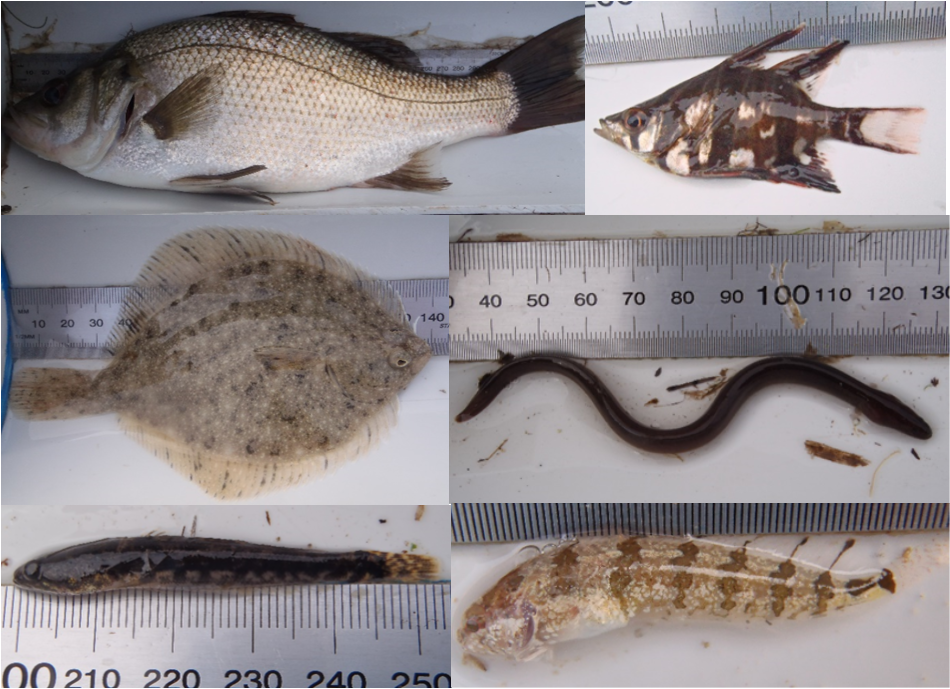 From left to right: estuary perch and old wife (top), longsnout flounder and shortfinned eel (middle), congolli and weedfish (bottom). 