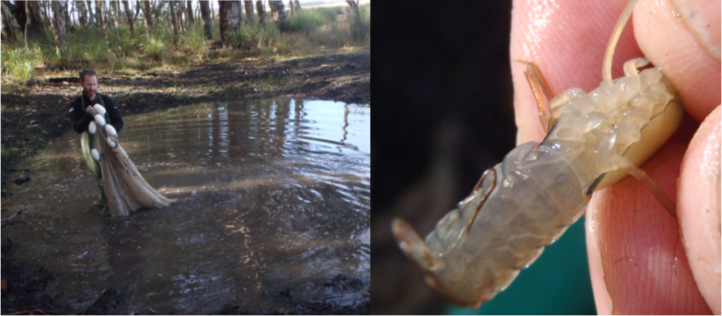 Key refuge site for Western swamp crayfish (left) along the northern edge of Brady Swamp. Males are easily distinguished by the presence of large, uncalcified genital papilla. (right)