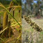 Large tussock-grass, Carex fascicularis and Carex tereticaulis (B.Hsywood)
