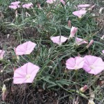 Pink Bindweed, Convolvulus angustissima (R.Thompson)