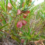 Trailing Hop-bush, Dodonaea procumbens (D.Duval) 