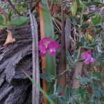 Austral Trefoil (Lotus australis) (R.Thompson)