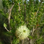 Scented Paper-bark, Melaleuca squarrosa (B.Haywood)