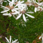 Sticky Daisy-bush, Olearia glutinosa (B.Haywood)