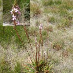 Grass Trigger-plant, Stylidium graminifolium (D.Duval, B.Haywood)