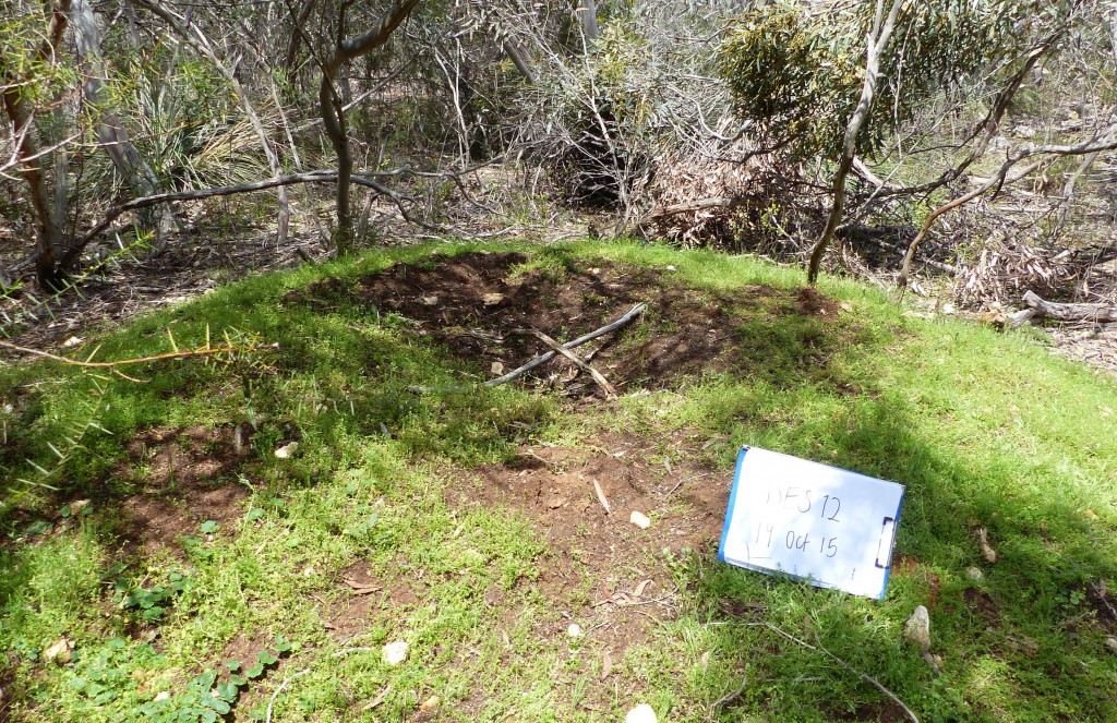 Inactive mound at Desert Camp (2015), last known to be active in 2009.