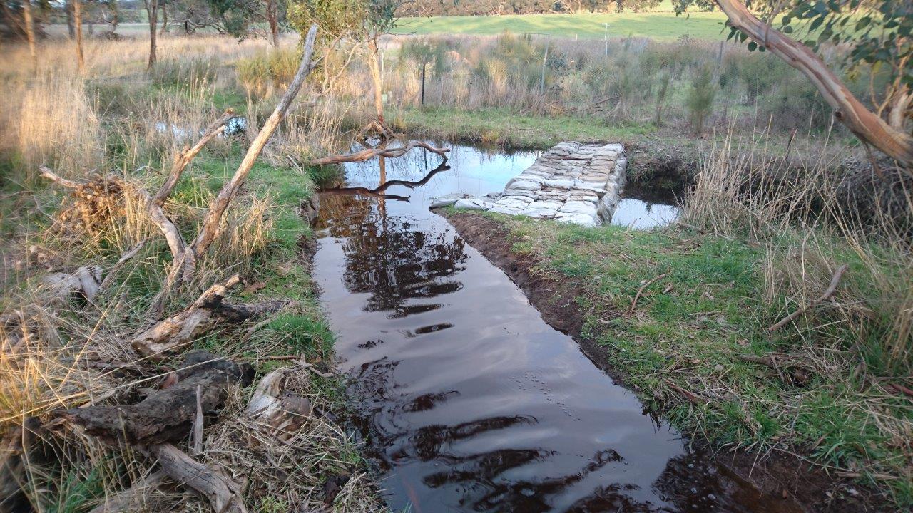 The structure lifts water levels in the drain, and causes it to flow once again along its natural meandering course. In this case, for the first time in over 70 years!