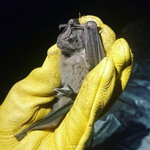 Jamaican Fruit-eating Bat