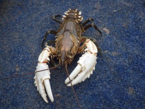 Murray crayfish (Nick Whiterod)