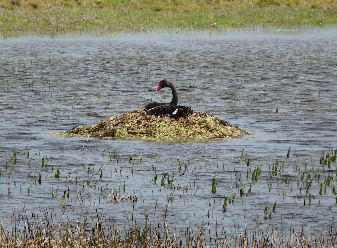 Black Swan nesting. Photo by Robert Thompson