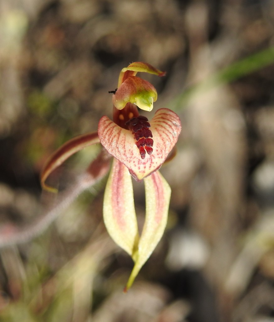 Thick-lipped Spider-orchid (photo by Andy Lines)