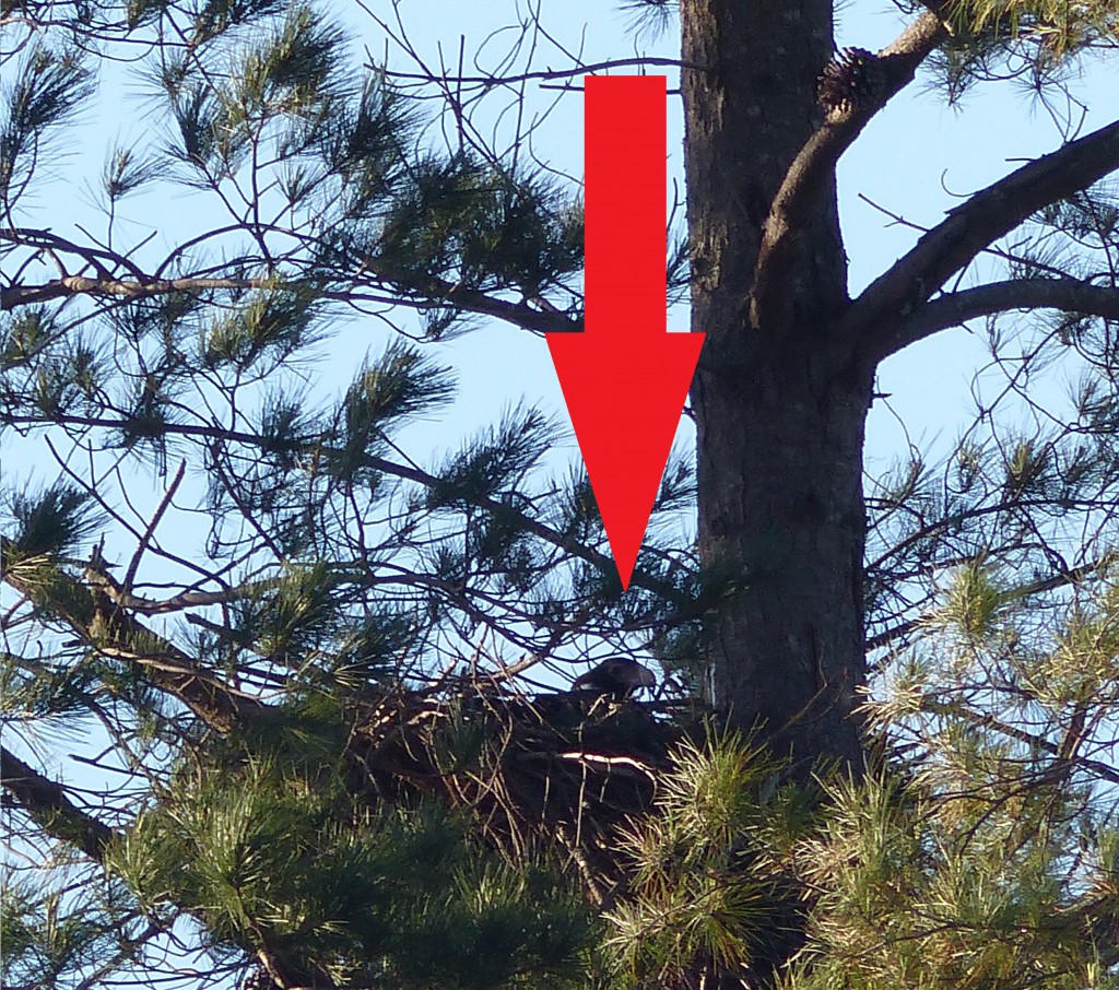 Photo taken from a safe distance. to not disturb the bird. Arrow showing head of adult can be seen amongst branches. 