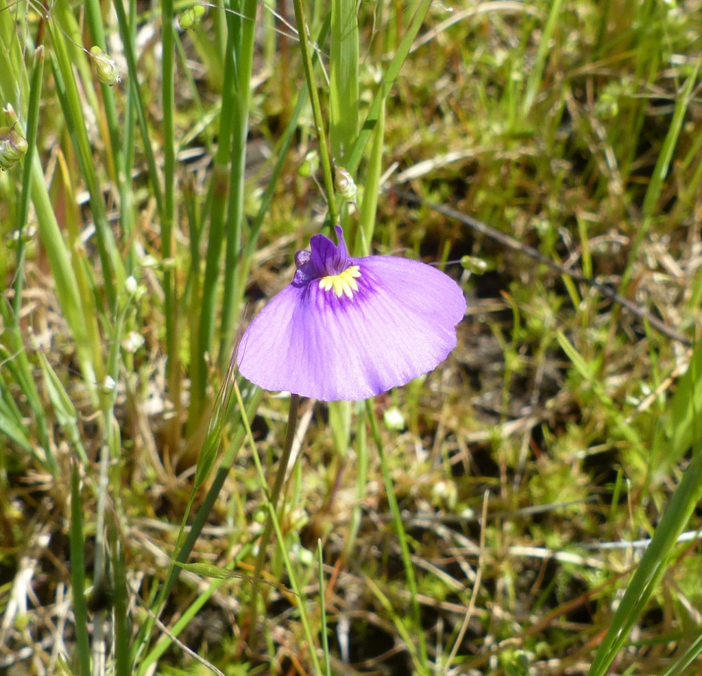 Many hundreds of these Fairy Aprons or Purple Bladderwort(Utricularia beaugleholei) are now visible on wet flat restored by weir this season.