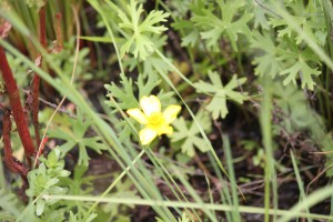 The rare swamp buttercup - another reintroduced species at Wirra-lo.