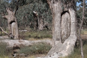 Scar trees signifying site use by the Barapa Barapa people.