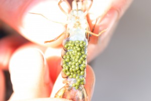 A berried female western swamp crayfish
