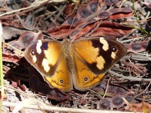 Common Brown (H. merope) female
