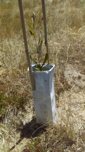 GA Vic tubestock planting of Banksia marginata