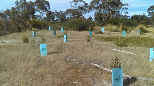 NGT revegetation area (20 Million Trees) showing growth up out of the guards