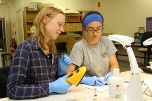 Emmi and I working together to insert PIT tags into southern bent-wing bats
