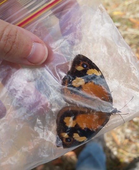 A butterfly temporarily detained for identification 