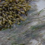 Sea grass and Neptunes necklass (Hormosira banksii) (Photo: J Bourchier)
