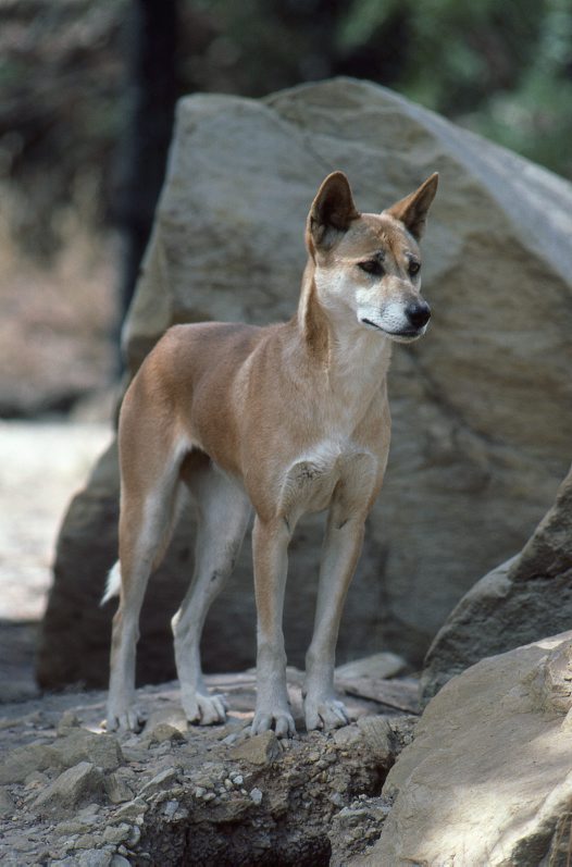 Mainland Forgotten Fauna: Part 2 – Where have the dingoes gone